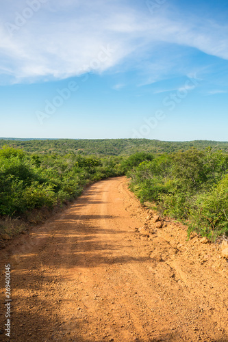 Countryside road in Oeiras  Piaui state  Brazil - Sertao landscape
