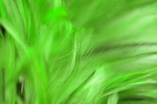 Green chicken feathers in soft and blur style for background