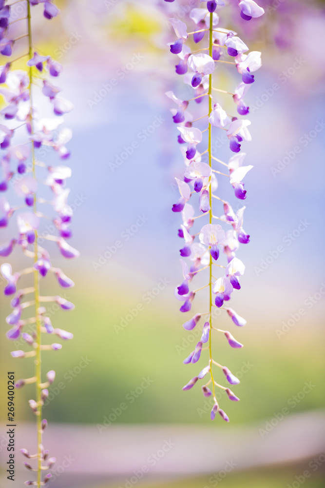 爽やかな香りを放つ藤の花 爽やかな香りを放つ藤の花
