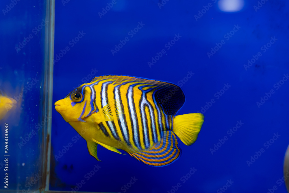 Naklejka premium Sub-adult Regal Angelfish (Pygoplites diacanthus)