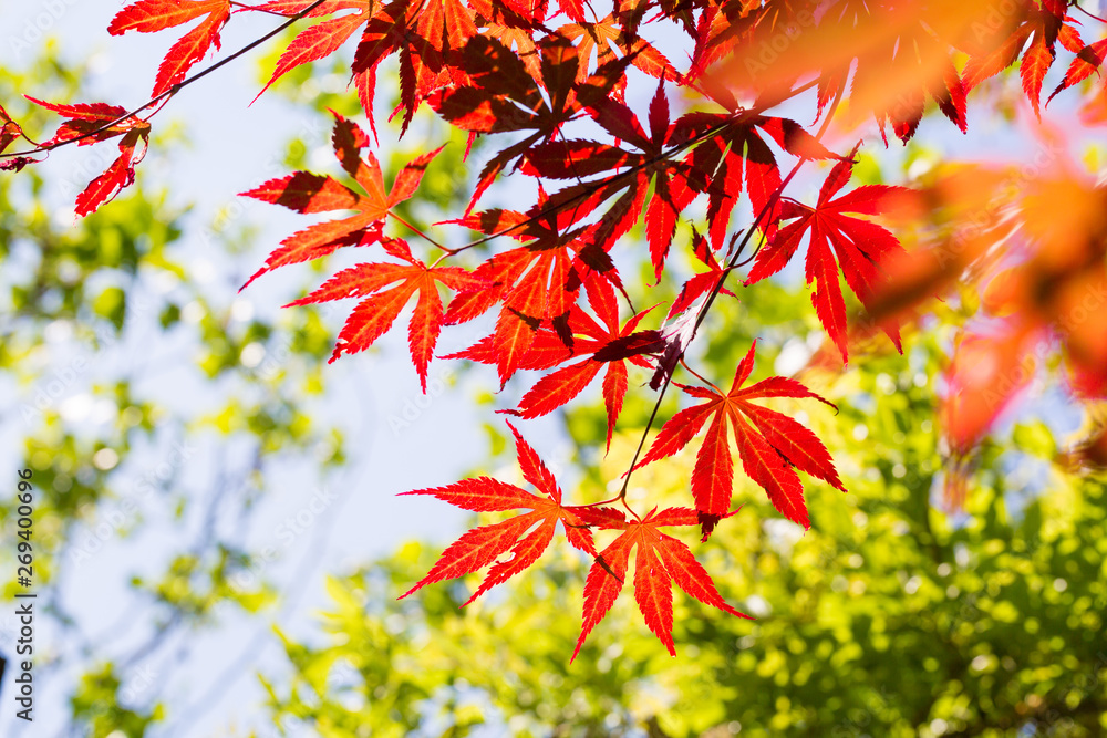 Outdoor spring, red leaves of red maple close-up, nobody,Acer palmatum 'Atropurpureum' Outdoor spring, red leaves of red maple close-up, nobody,Acer palmatum 'Atropurpureum'