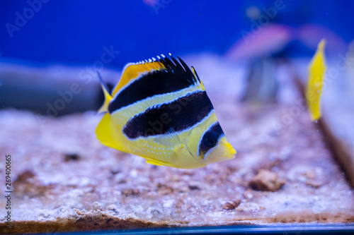 Mitratus Butterflyfish as known as Black and Yellow Butterflyfish or Indian Butterflyfish (Chaetodon mitratus) origin from Maldives