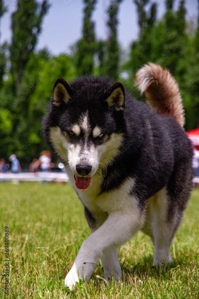 Siberian Husky run in grass field. Dog playing in the park. Siberian Husky run in grass field. Dog playing in the park.