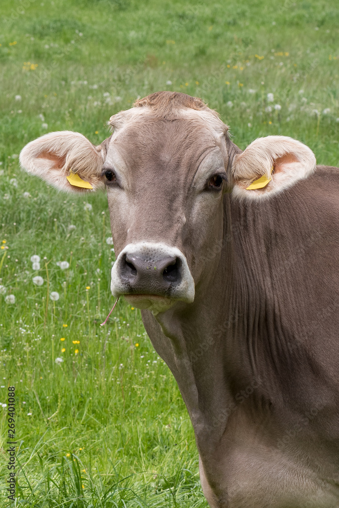 Braunvieh Rinf auf einer Wiese-Rinderrasse Braunvieh Rinf auf einer Wiese-Rinderrasse