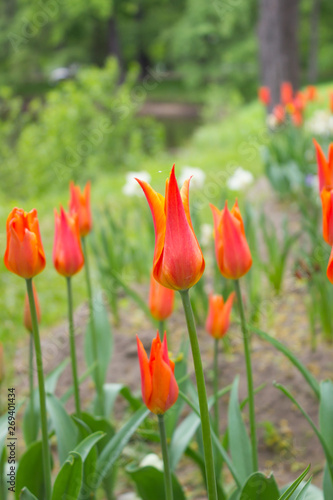 Tulips. Beautiful flowers. Tulip Festival in St. Petersburg  Russia