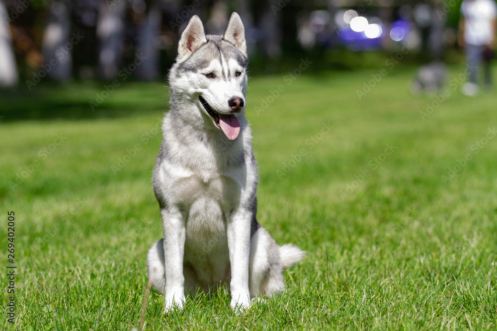 A young Siberian husky male dog is sitting on dried grass. A young Siberian husky male dog is sitting on dried grass.