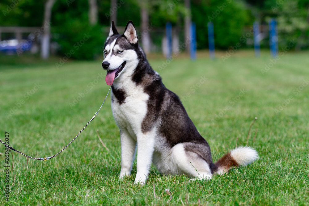 A young Siberian husky male dog is sitting on dried grass.