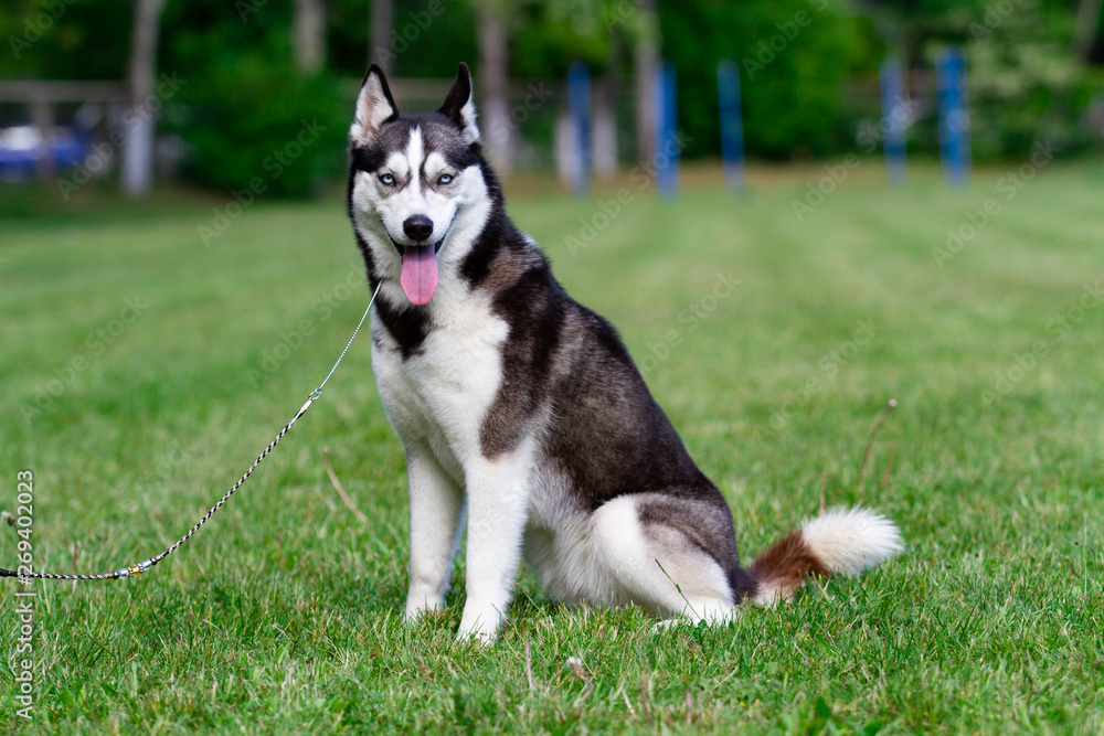 A young Siberian husky male dog is sitting on dried grass. A young Siberian husky male dog is sitting on dried grass.