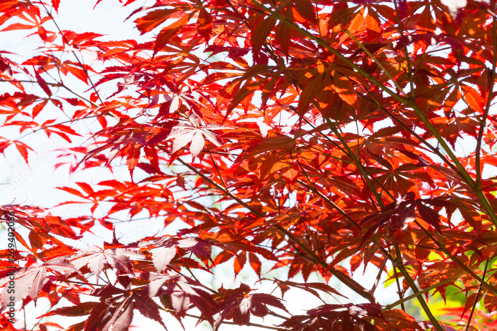 Naklejka premium Outdoor spring, red leaves of red maple close-up, nobody，Acer palmatum 'Atropurpureum'