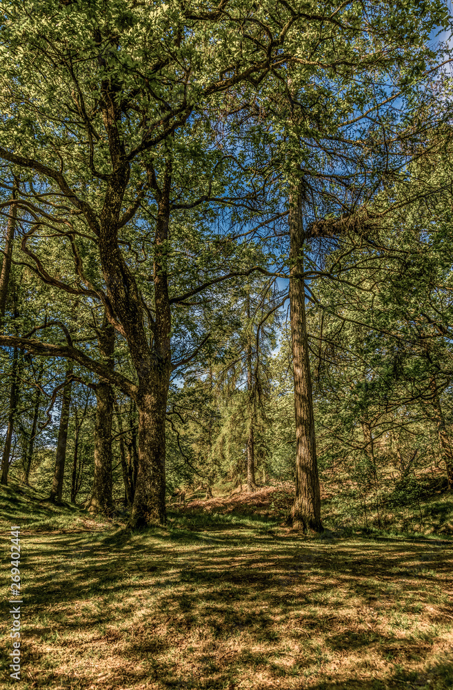 Yew Tree Tarn, Lake District National Park, England, UK