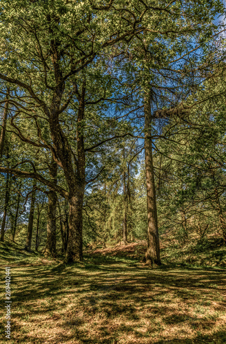 Yew Tree Tarn  Lake District National Park  England  UK