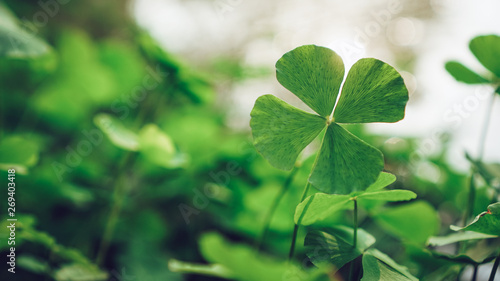 clover leaves on green background