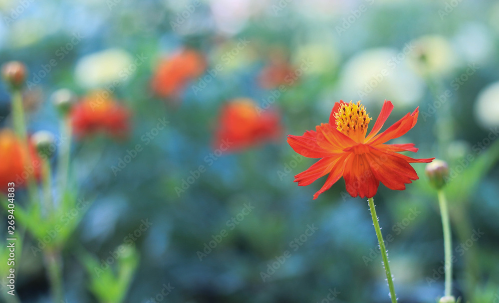 Sulfur Cosmos flower in the garden. With space for add text. Sulfur Cosmos flower in the garden. With space for add text.