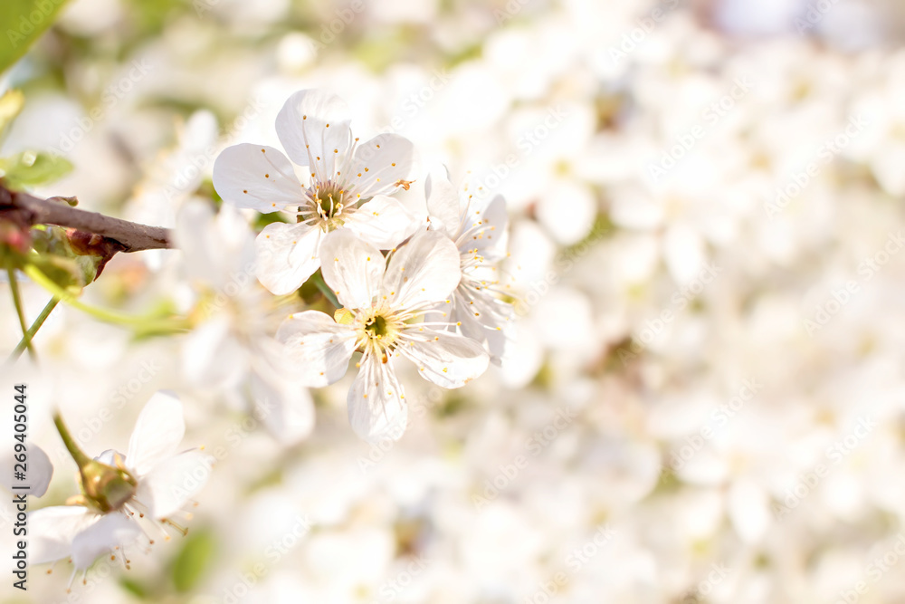 Soft focus branches of cherry blossoms. Blooming garden background. Soft focus branches of cherry blossoms. Blooming garden background.