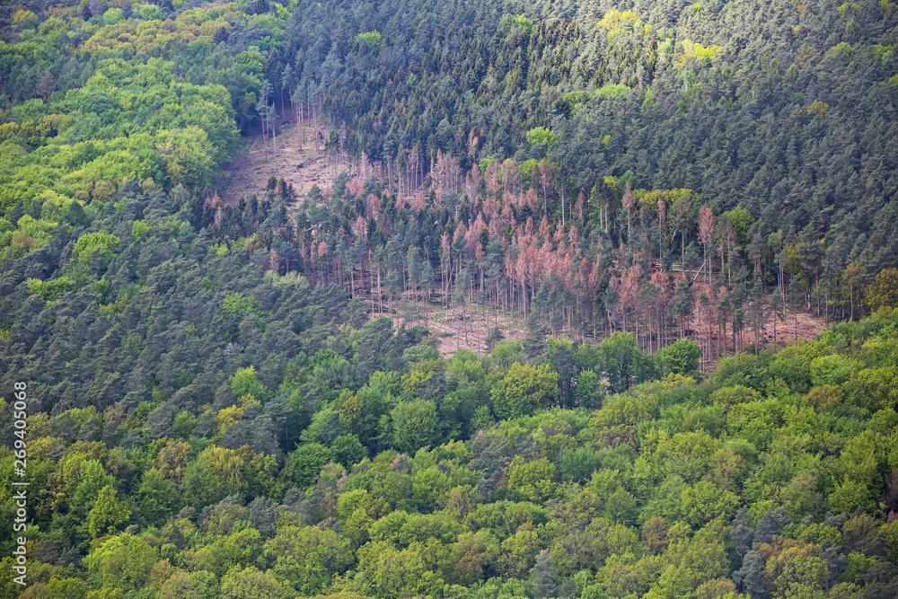 Sturmschaden im Wald Luftbild