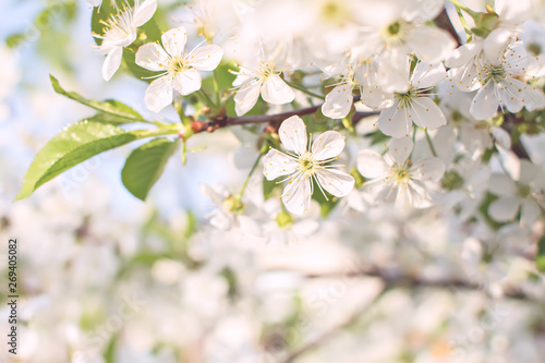 Soft focus branches of cherry blossoms. Blooming garden background.