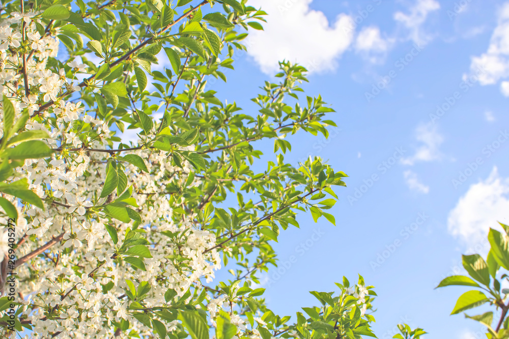 Obraz premium Branches of beautiful blossoming cherry on sunny day against blue sky background. 