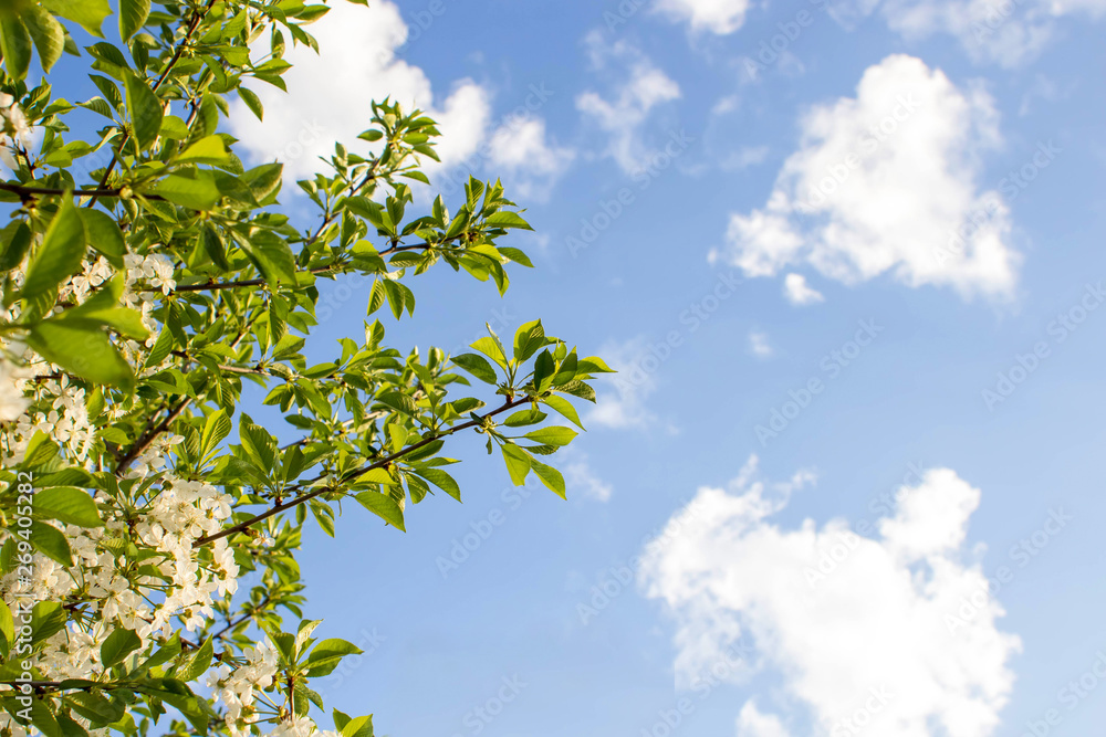 Fototapeta premium Branches of beautiful blossoming cherry on sunny day against blue sky background. 
