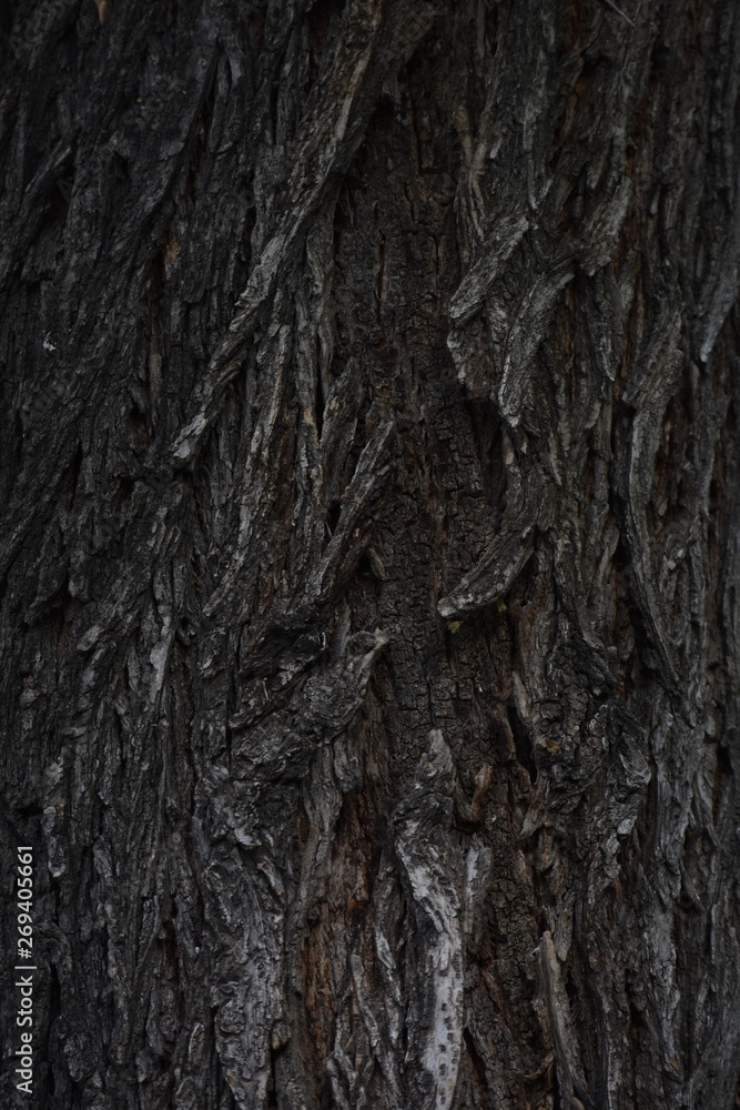 tree bark tree bark