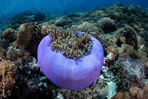 A Magnificent anemone, Heteractis magnifica, grows on a coral reef in Indonesia. This anemone is often host to a number of different species of anemonefish.