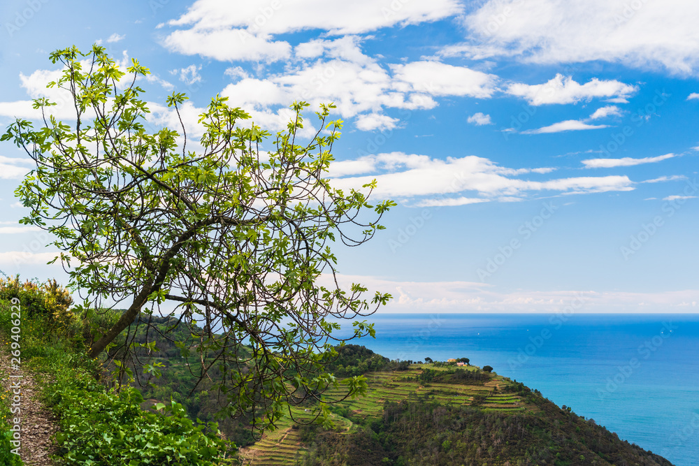 Fig tree growing on the edge of a hiking path in Cinque Terre, Italy with a background of terraced vineyard hills and blue sea.