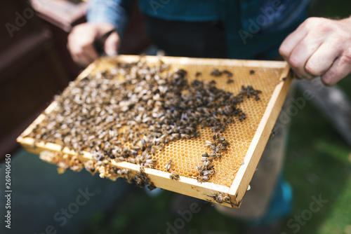 Beekeper is working with honeycombs which is completely covered by bees. Detail on apiarist´s hands.