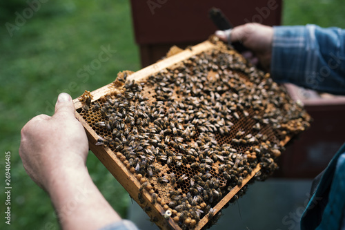 Beekeper is working with honeycombs which is completely covered by bees. Detail on apiarist´s hands.