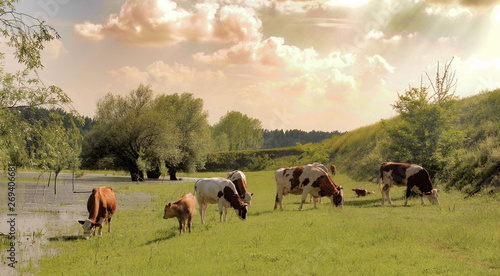 Wallpaper Mural herd of cows grazing in a meadow Torontodigital.ca