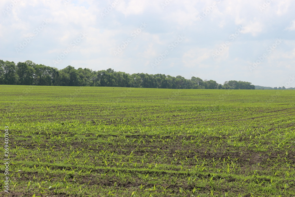 Bright green shoots of winter crops appeared in the fields in spring. Bright green shoots of winter crops appeared in the fields in spring.