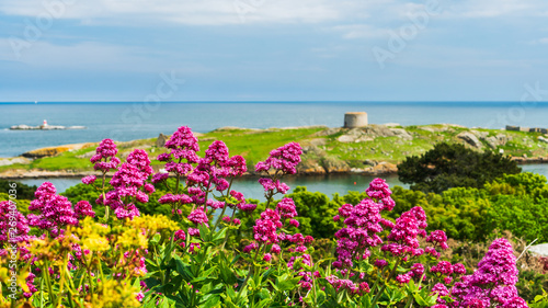 Wild Red Valerian flowers (Centranthus ruber) blooming on the Irish hills on a summer day with the iconic Dalkey Island in the distance in Dublin, Ireland. © Gabriel