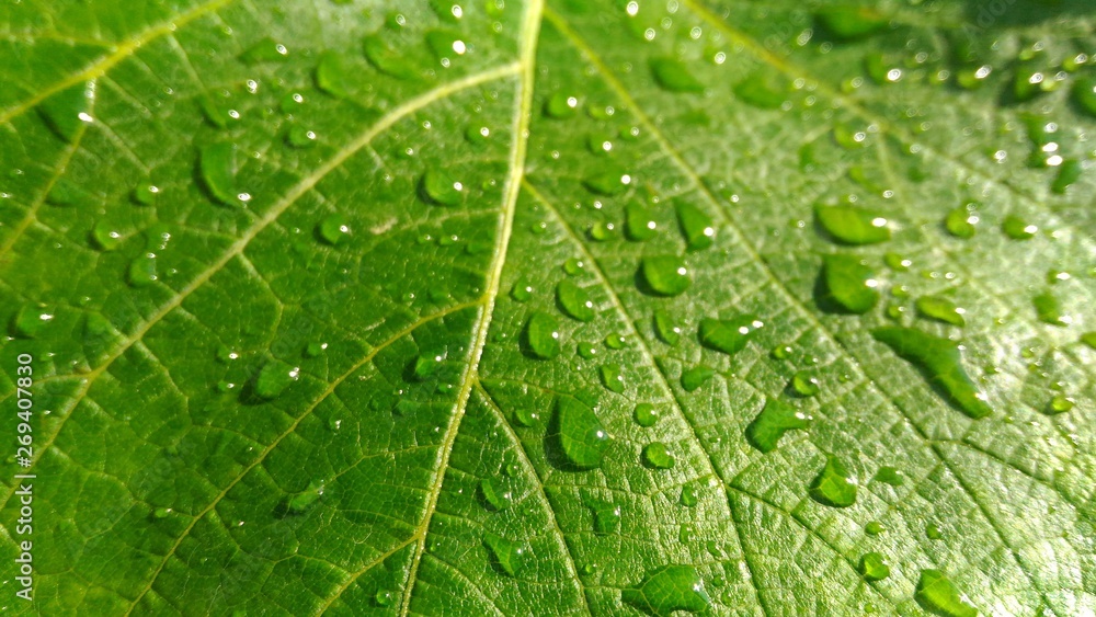 Fototapeta premium Leaf after the rain