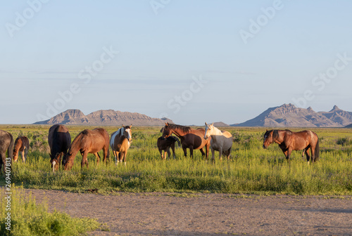 Wild Horses in Spring in the Utah Desert