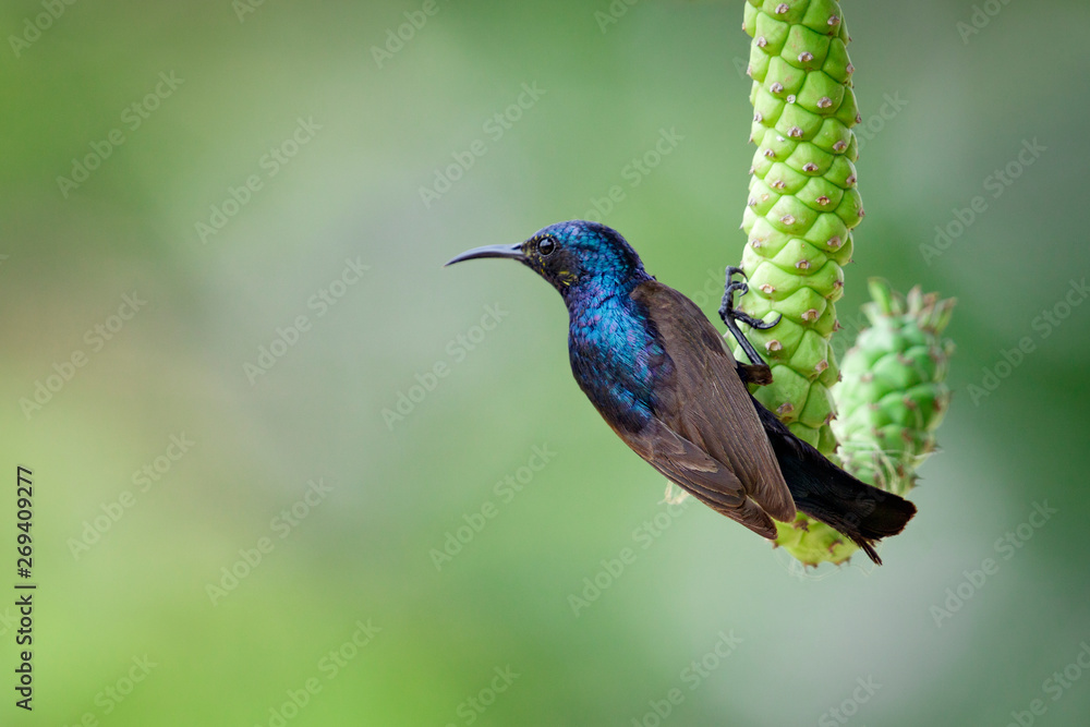 Naklejka premium Image of purple sunbird(Male) on a branch on nature background. (Cinnyris asiatica) Bird. Animal.