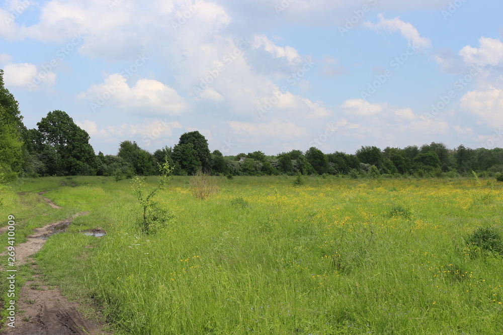 Flowers and grass growing in the summer meadow Flowers and grass growing in the summer meadow