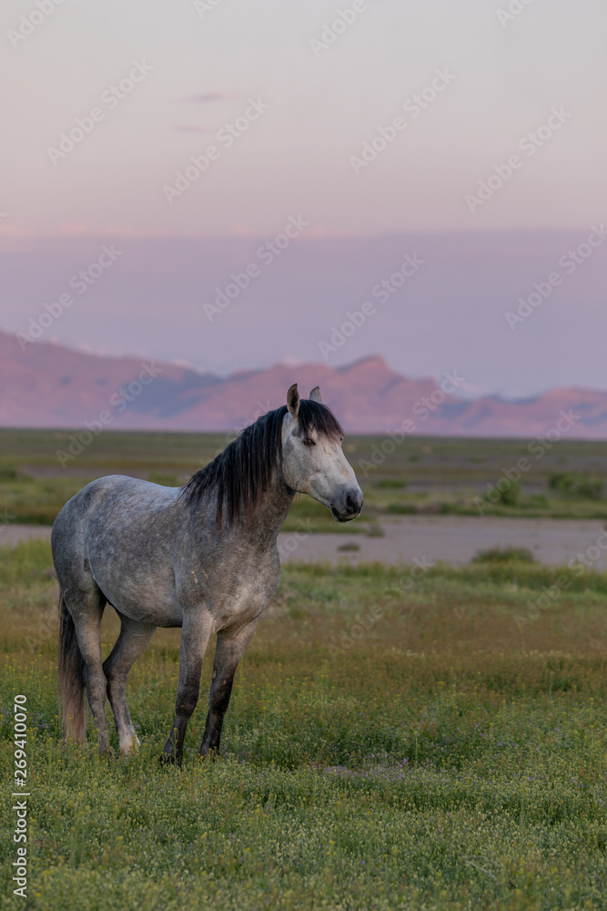 Wild Horse Stallion at Dawn in the Utah Desert