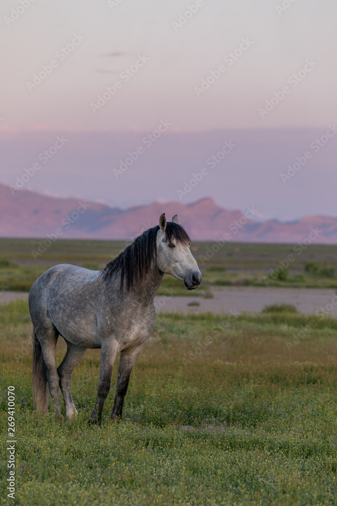 Wild Horse Stallion at Dawn in the Utah Desert Wild Horse Stallion at Dawn in the Utah Desert