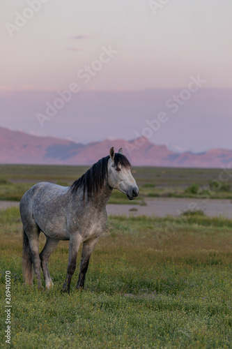 Wild Horse Stallion at Dawn in the Utah Desert © natureguy