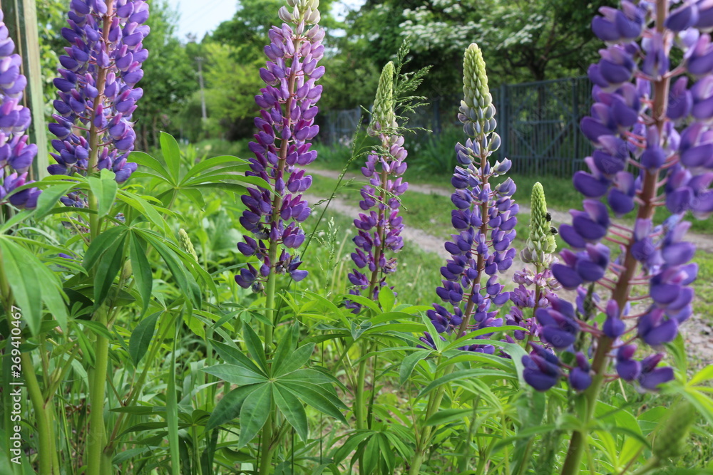 Lilac lupine bloomed in the spring meadow Lilac lupine bloomed in the spring meadow