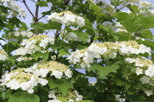  White flowers bloom on a bush of viburnum in spring
