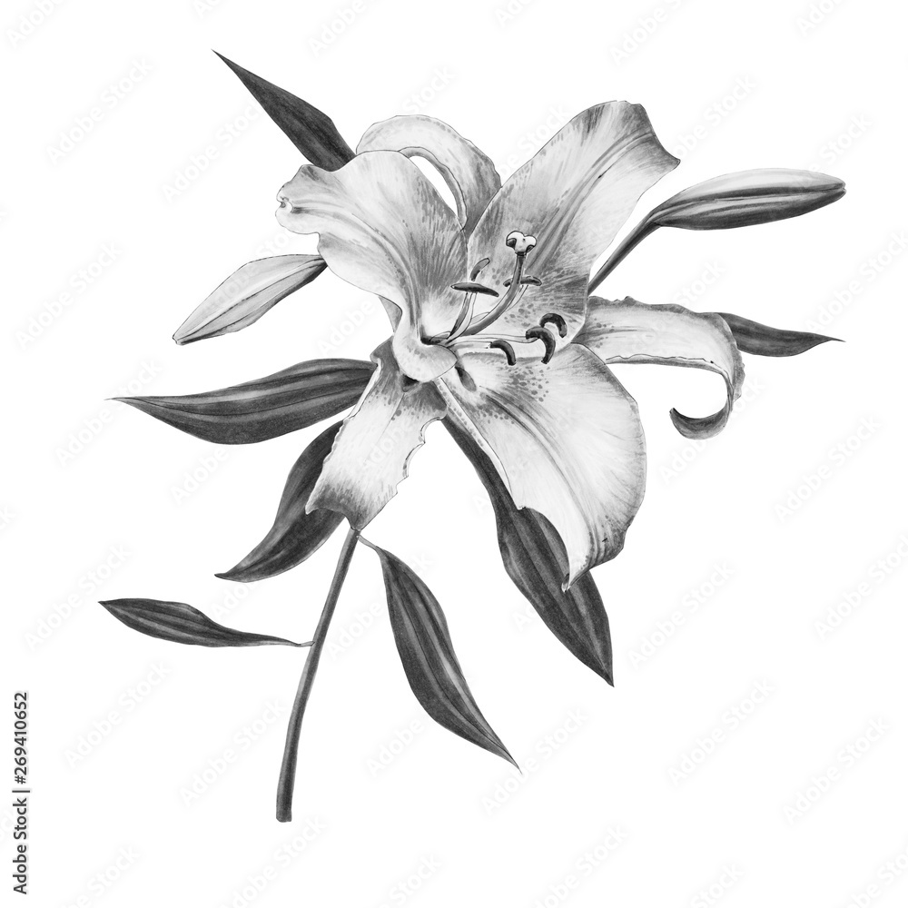 Beautiful black and white lily composition. Floral print. Marker drawing. Watercolor painting. Wedding and birthday festive composition. Greeting card. Painted background. Hand drawn illustration.