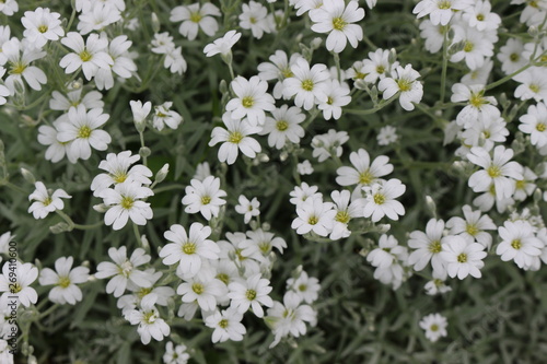  White flowers bloomed in the flowerbed