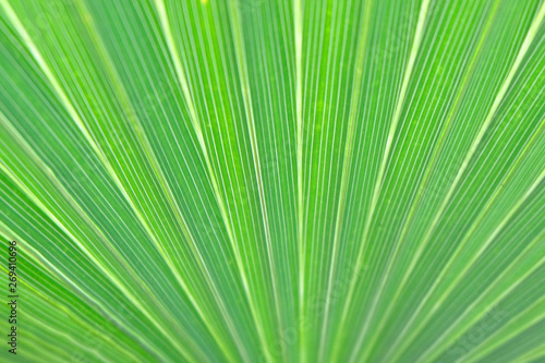 Texture of Green palm Leaf