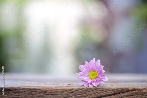 small pink chrysanthemum flower on wooden table