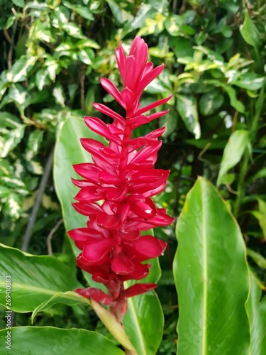 set of flowers of the island of Reunion