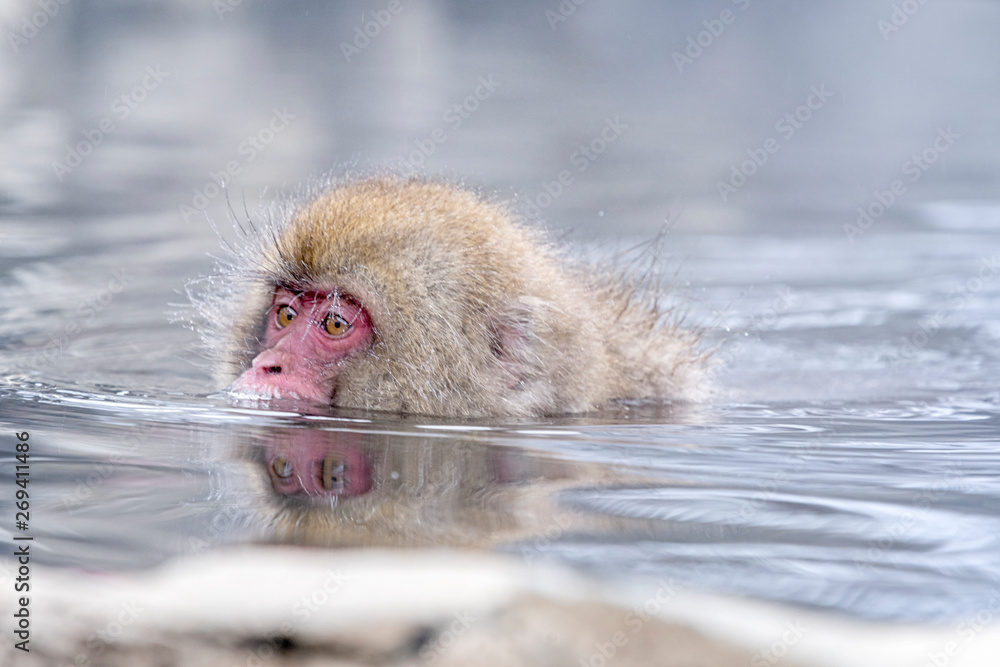 Naklejka premium Travel Asia. Red-cheeked monkey. During winter, you can see monkeys soaking in a hot spring at Hakodate is popular hot spring. The snow monkeys soak in Japan..