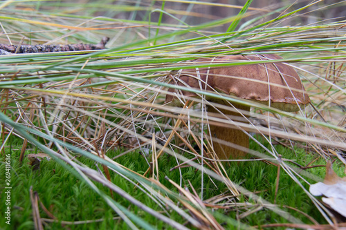 Brown mushroom, pansky mushroom and flywheel of chestnut. photo