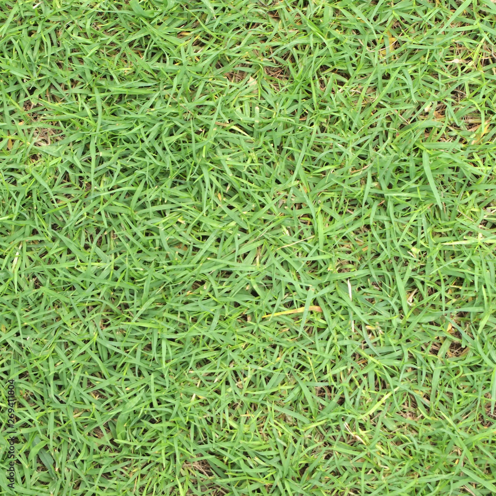 Green grass texture from a field Green grass texture from a field