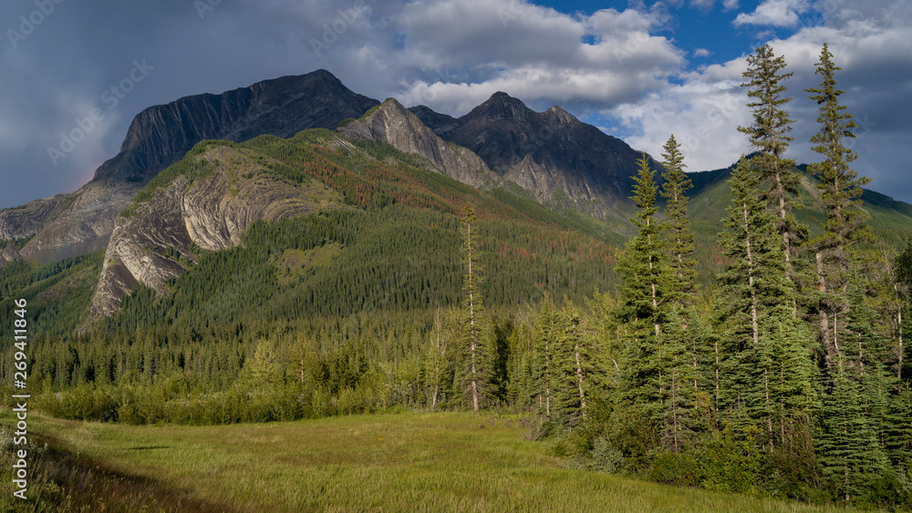 Pine forest with mountains in the background, Yellowhead Highway, Jasper National Park, Jasper, Alberta, Canada Pine forest with mountains in the background, Yellowhead Highway, Jasper National Park, Jasper, Alberta, Canada