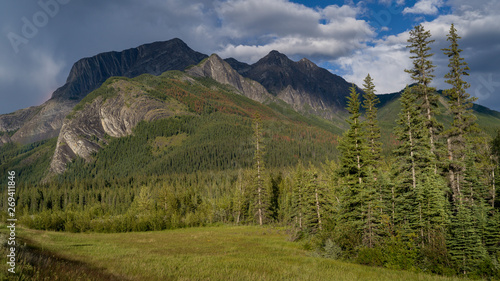 Pine forest with mountains in the background, Yellowhead Highway, Jasper National Park, Jasper, Alberta, Canada