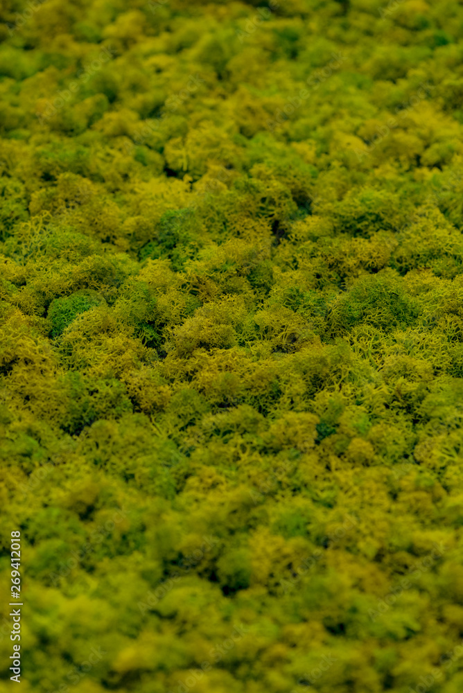 Obraz premium green leaf background